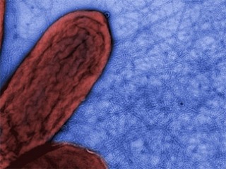 Nanocables bacterianos, llega la tecnología orgánica fifu